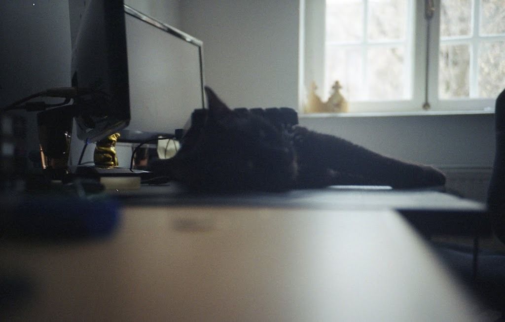 Keyboard Cat