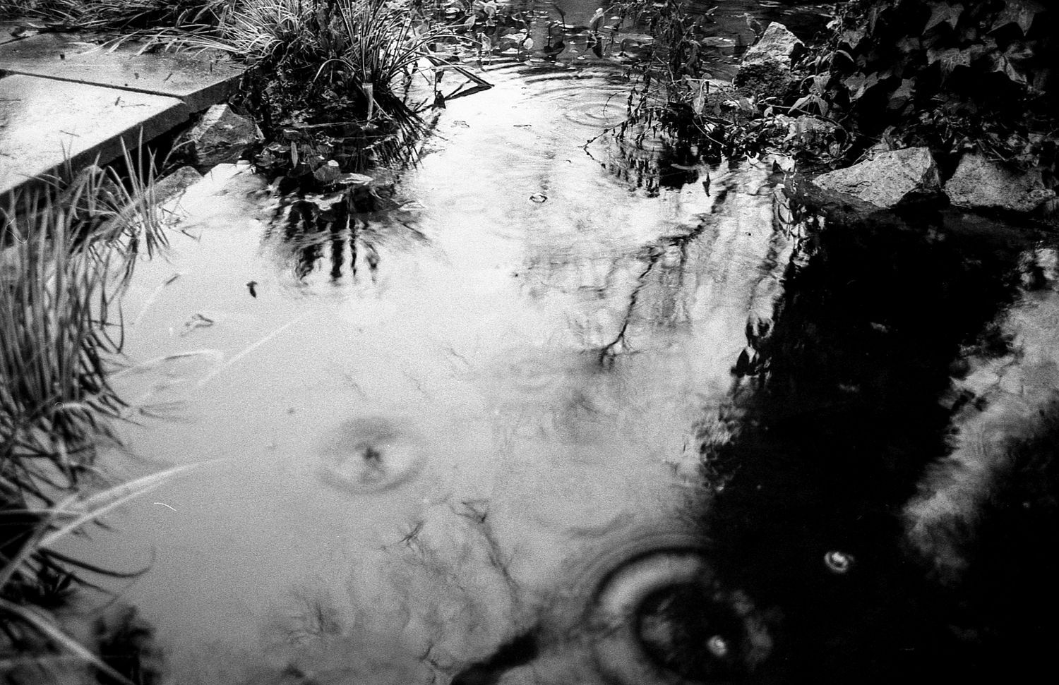 Ripples